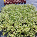 Zimozeleň väčšia (Vinca major) ´ARGENTEOVARIEGATA´ - kont. C1.5L 